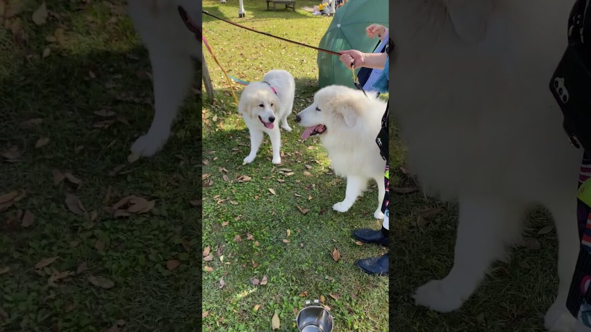 白いもふもふがいっぱい！メルちゃんとドッグフェス😊 #グレートピレニーズ #超大型犬 #レン #レンと遊ぼう #Shorts