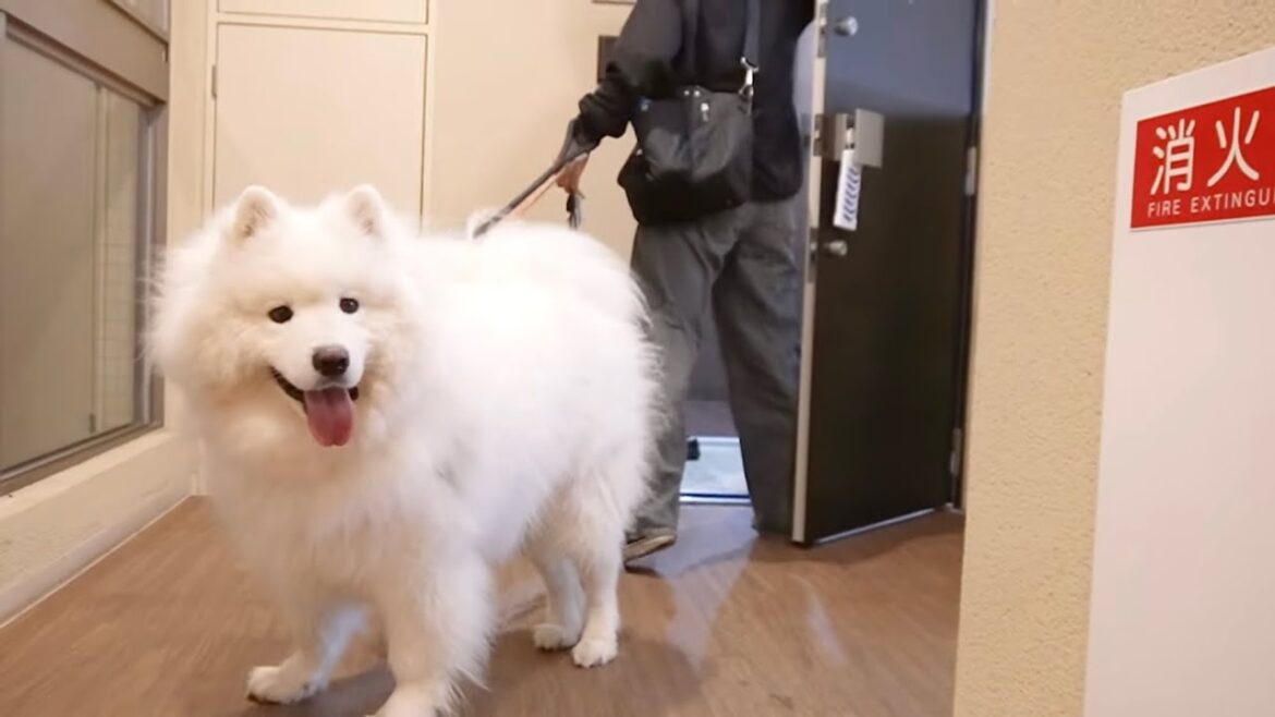 わくわくするサモエド犬が可愛すぎました
