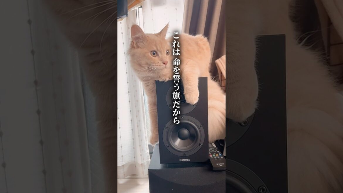 「ルフィ猫」 #猫 #猫動画 #マンチカン #ルフィ #onepiece