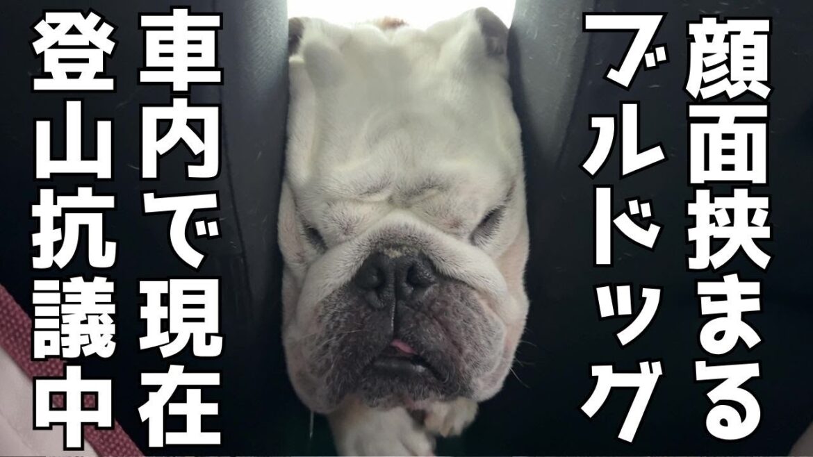 猛抗議中のブルドッグ…登山に行くかどうか家族会議です…。