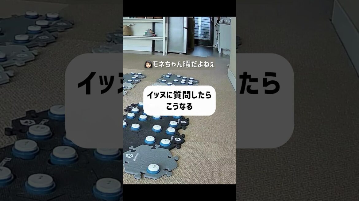 喋る犬に質問したら答えるんですか? #犬 #犬のいる暮らし 喋る犬に質問したら答えるんですか? #犬 #犬のいる暮らし