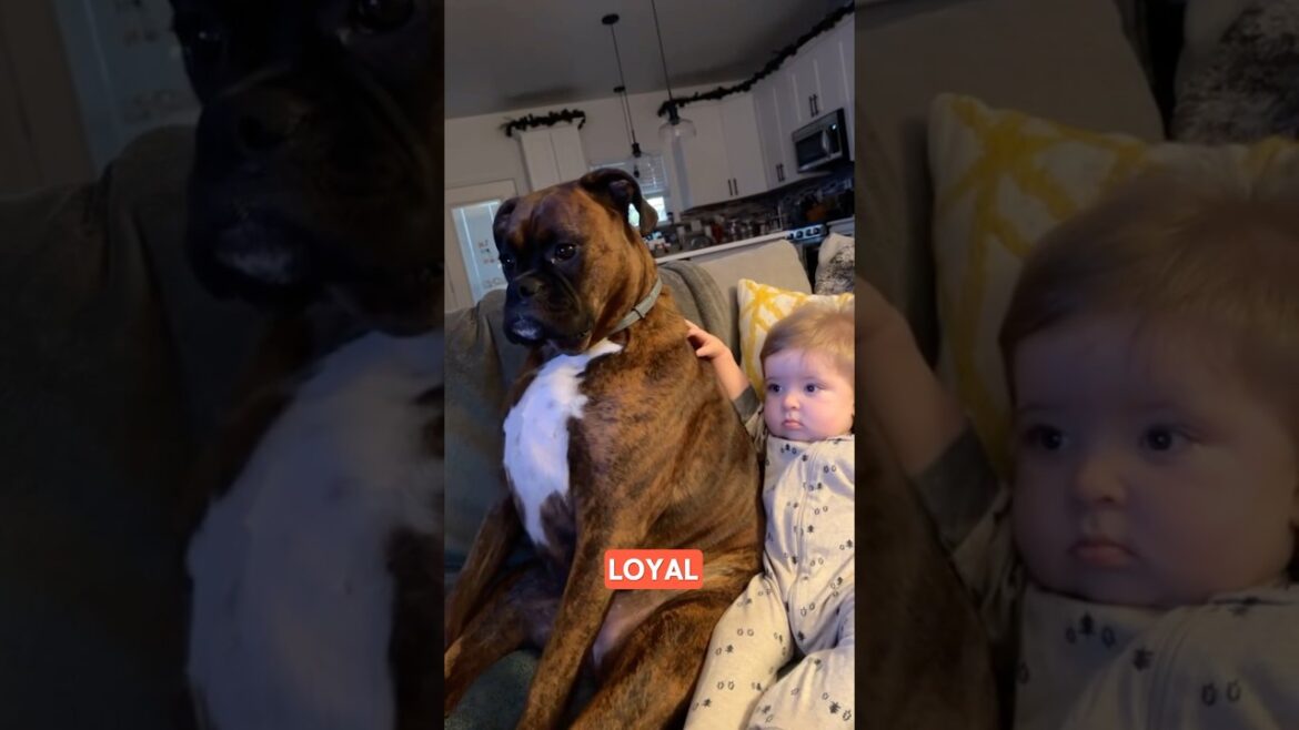 Boxer Dogs great with kids  #dog #dogs #doglover #puppy #boxer #cute #funny #shorts