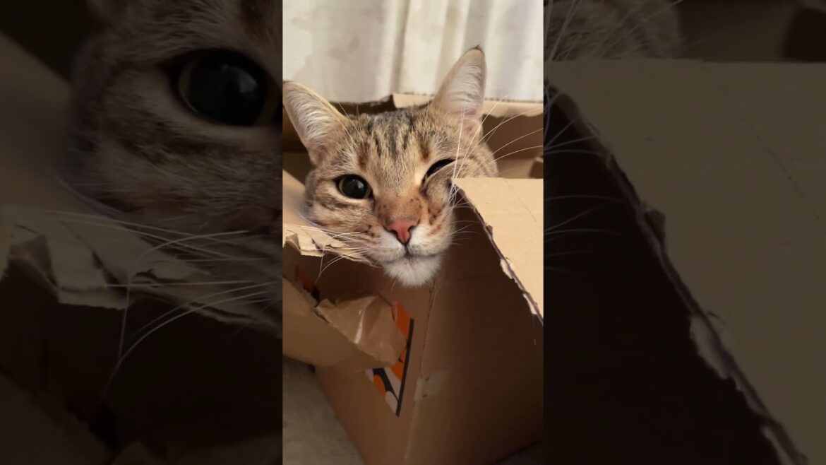 Subscribe ! ❤️🐈😂