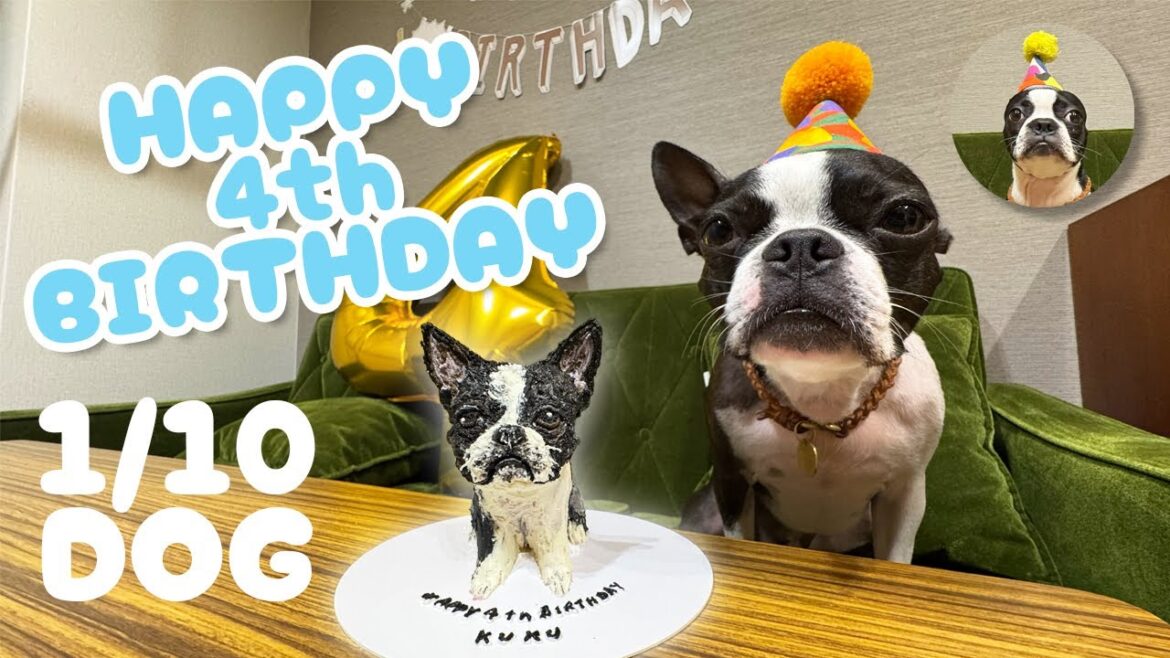 【ボストンテリア】Happy 4th Birthday KUKU🎉