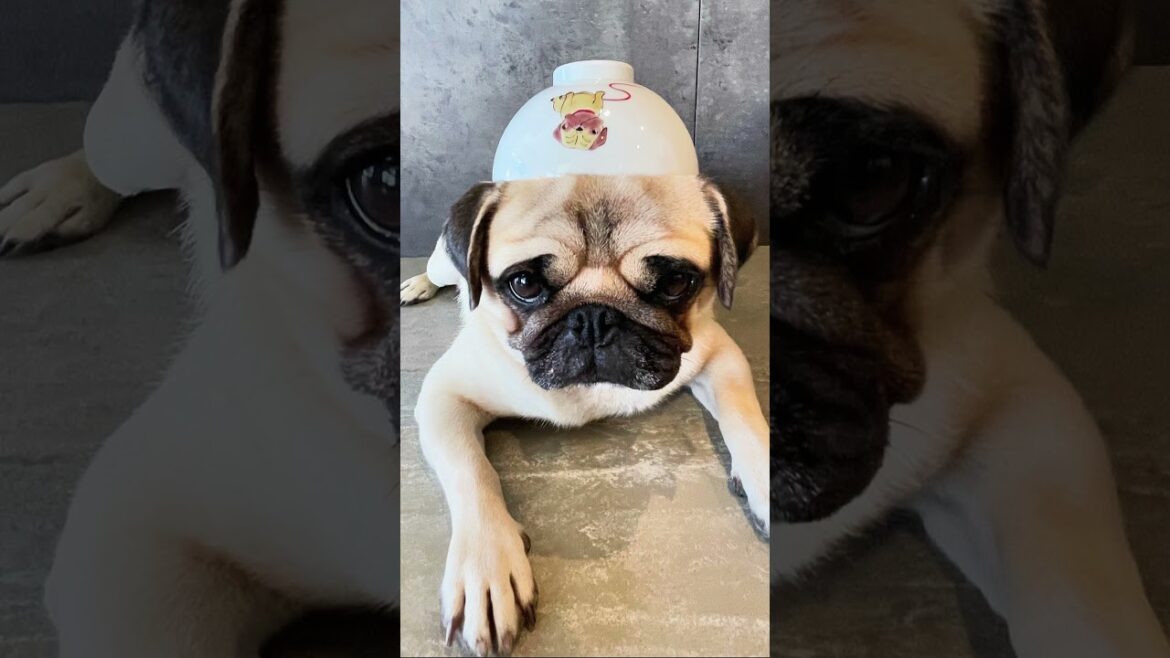 [茶碗🍚] なんだよっ🐶💢 (what are you doing??) #shorts