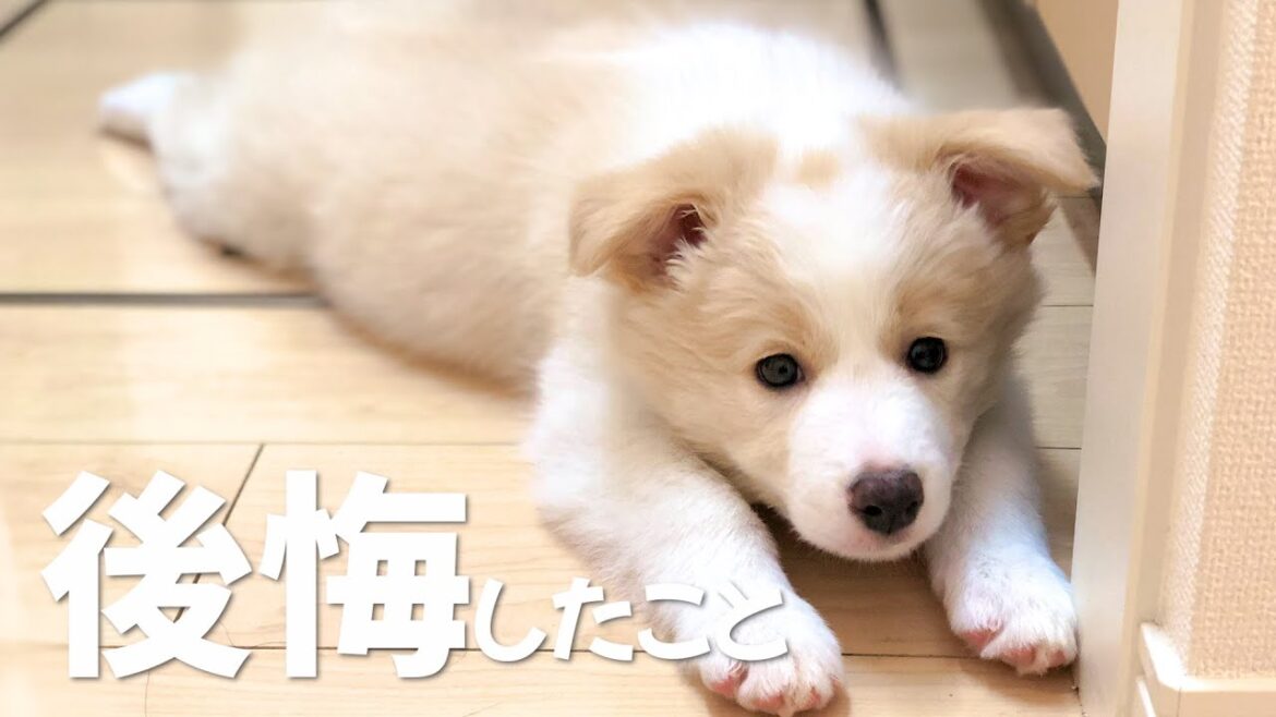 犬を迎えて一番後悔したこと…【ボーダーコリー•ゴールデンレトリバー】 犬を迎えて一番後悔したこと…【ボーダーコリー•ゴールデンレトリバー】