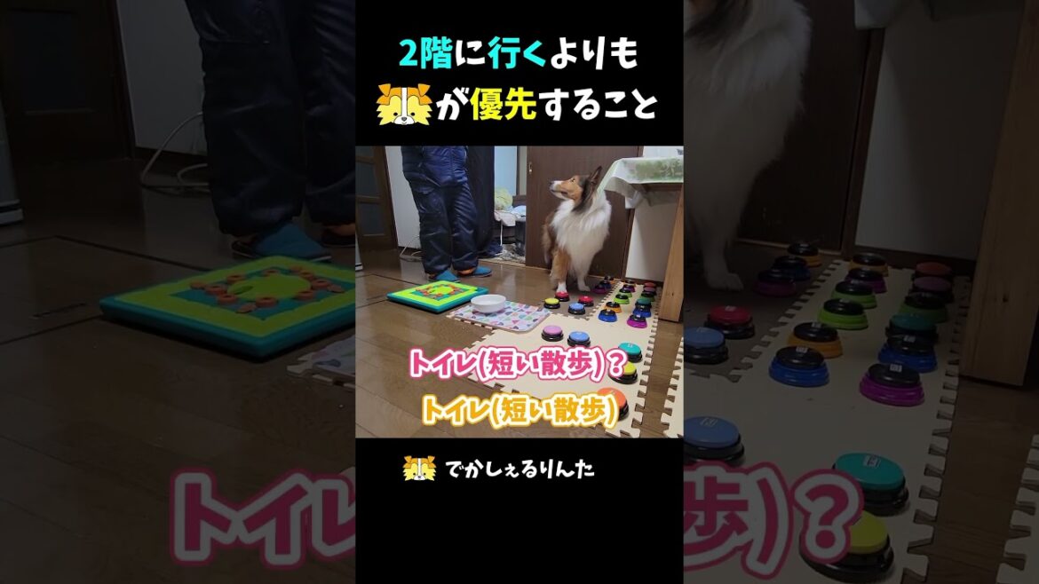 2階に行くよりもシェルティが優先すること【会話ボタンでしゃべる犬】 #shorts #dog