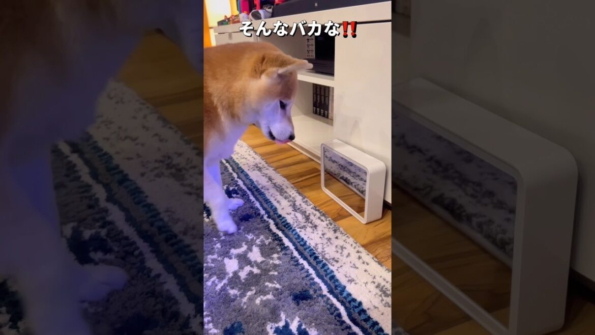 不思議な鏡🐶‼️#柴犬 #チワワ #shorts