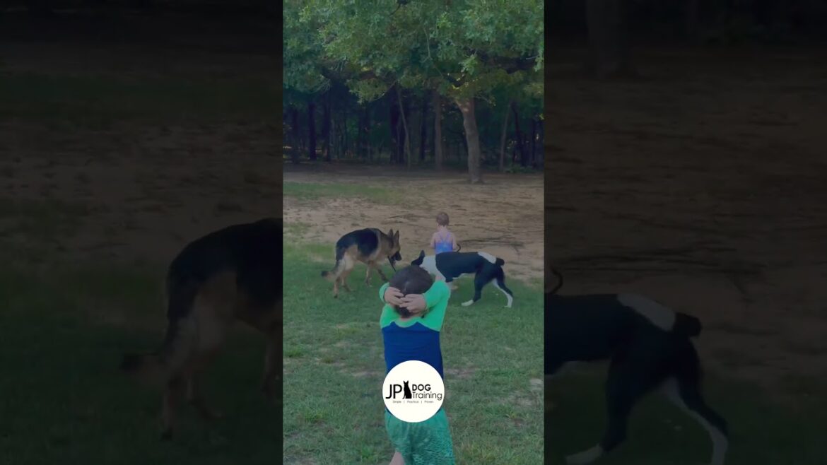 Dog and Toddler Best Friends!