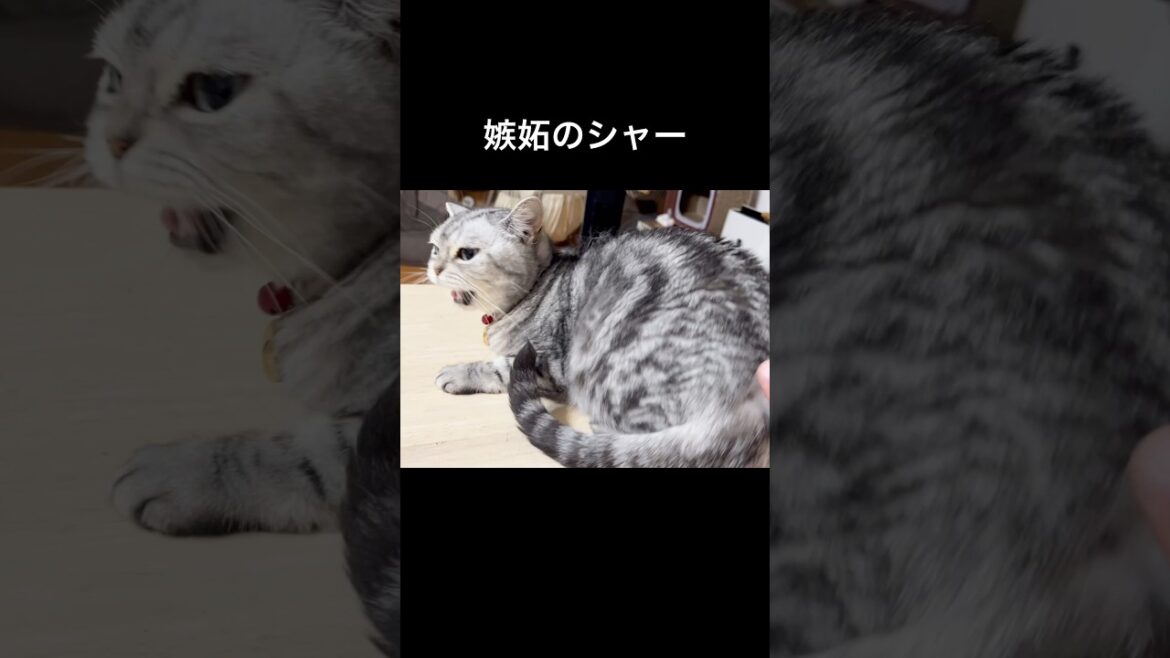 嫉妬のシャー #猫 #アメリカンショートヘア #shorts