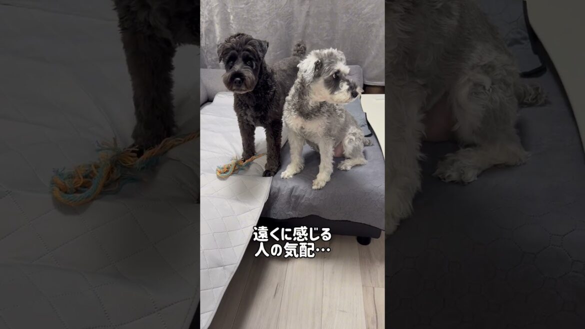 【れおぱおチャンネル】お利口さんに過ごしてますがママの帰宅時間が近付くと🐶🐶　#れおぱおチャンネル　#ゆきそで　#シュナウザー