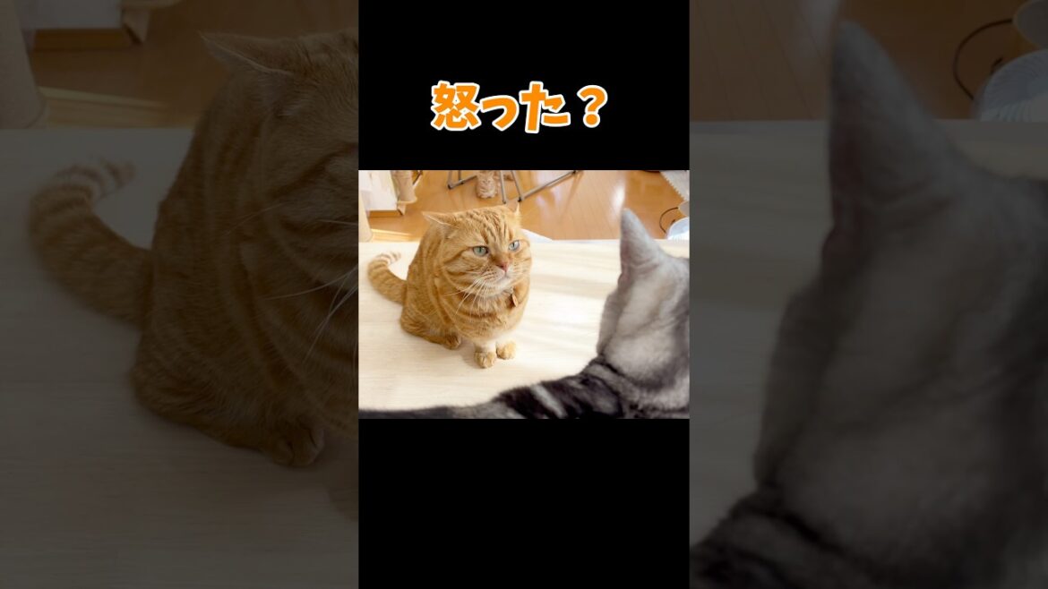 息子に寝っ転がったままちょっかい出すパパ猫 #猫 #マンチカン #shorts