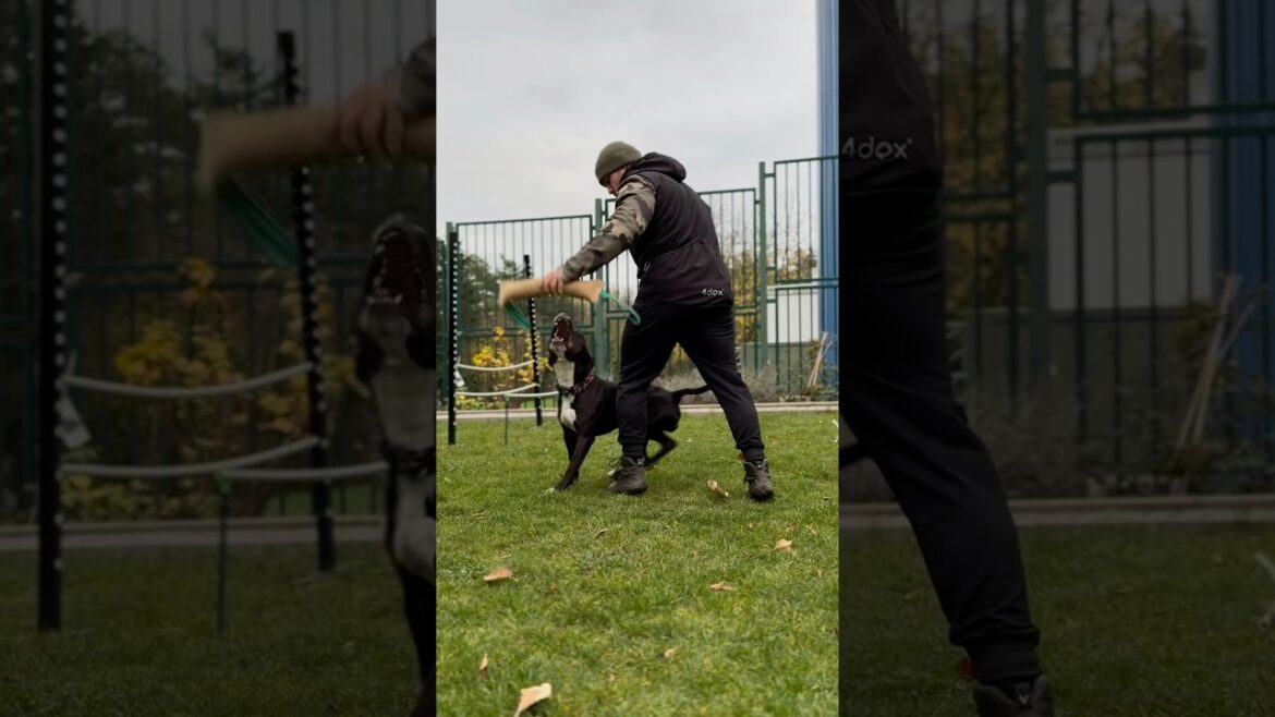 #amstaff #psisporty #psivycvik #psitrenink #aktivitysepsem