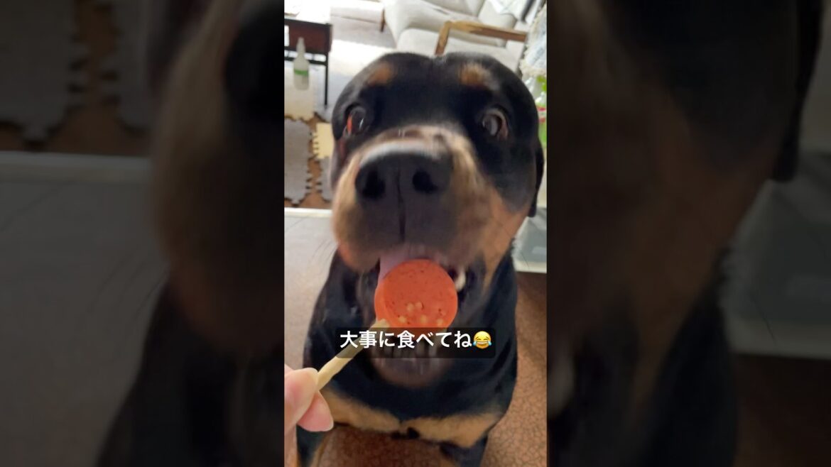 なんでも一瞬で食すロットワイラー