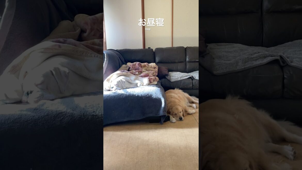 自然派？ぬくぬく派？　ゴールデンレトリバー　ボクサー犬