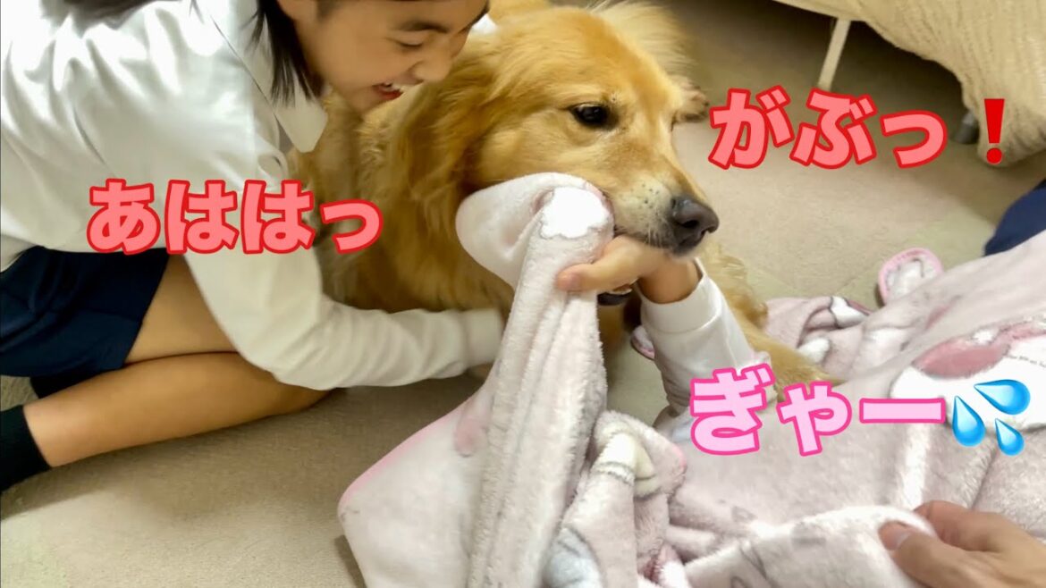 隠れる姉に遠慮なく噛み付く愛犬と大ウケする無慈悲な妹【ゴールデンレトリバーとミニチュアダックスフンド】