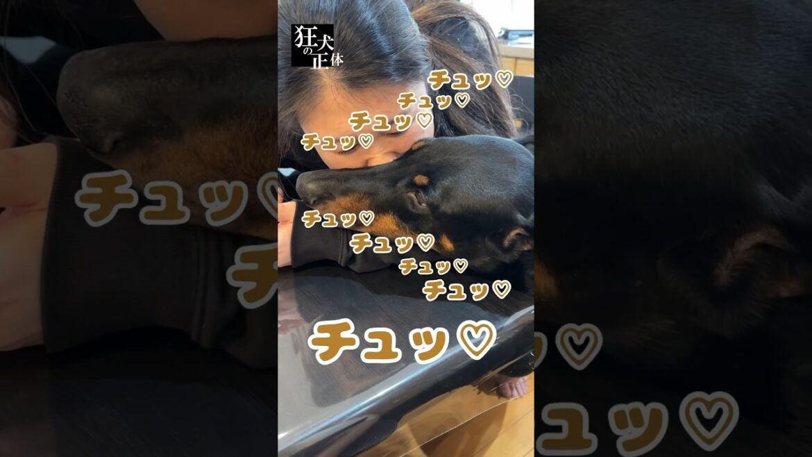 激しくドーベルマンにキスをしてみた結果