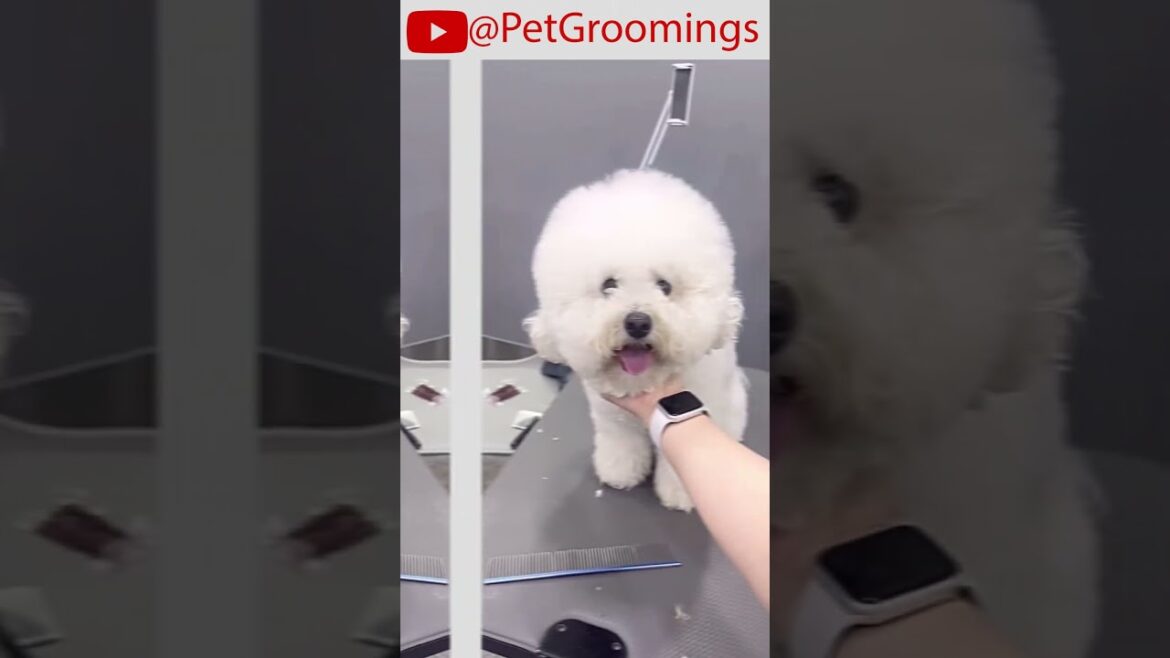 Bichon Looks CUTE After best Haircut! #puppy #doggroominglife #cutepet #groominglife #dogbreed