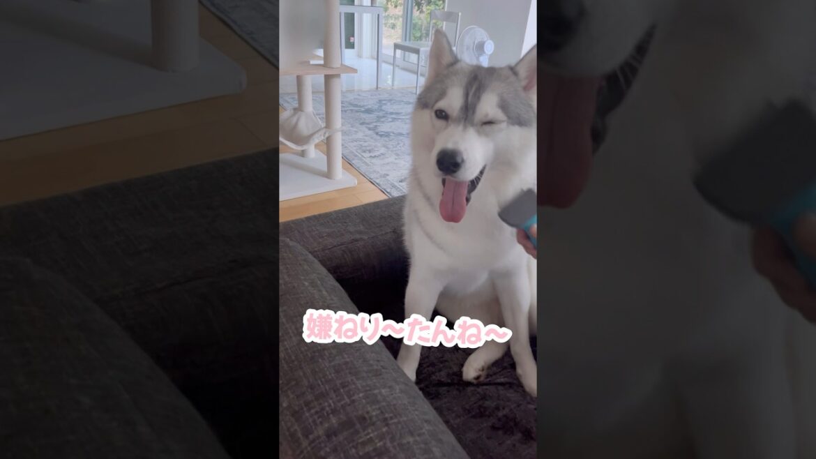ブラッシング嫌いなハスキー #シベリアンハスキー #ハスキー #ハスキー犬