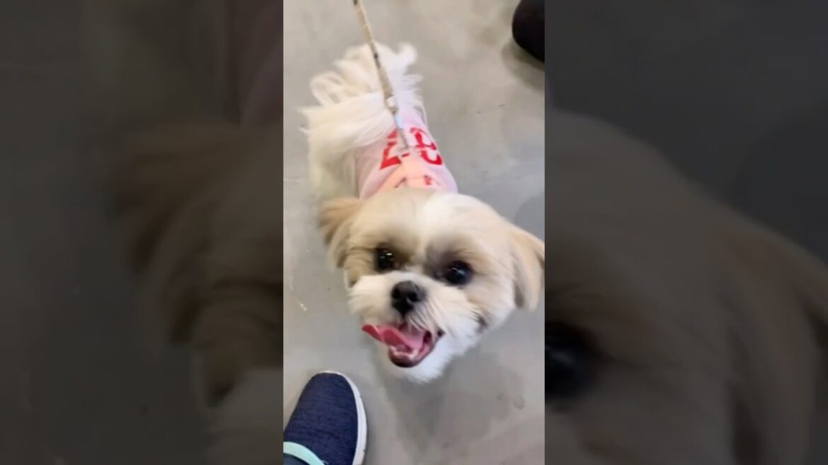 【大忙し】ハナちゃんお散歩の途中で…‼️🐶🌸 #shorts #シーズー #shihtzu