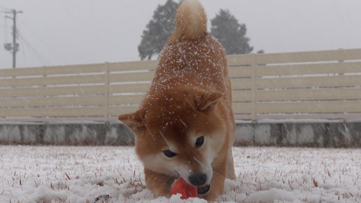 雪だ‥！雪遊びで大はしゃぎする可愛い柴犬がこちら。