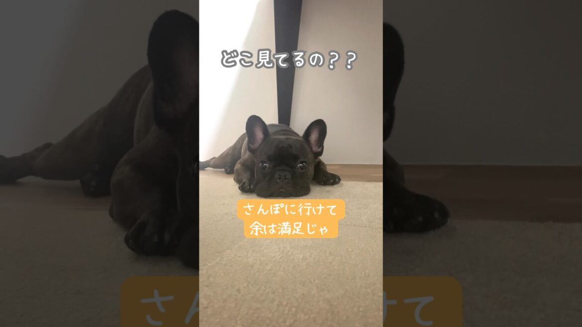 散歩に行けて余は満足なのじゃ。#フレンチブルドッグ