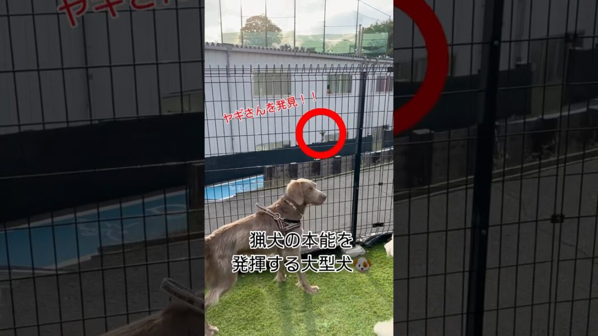 猟犬の本能丸出しの大型犬🐶 #大型犬 #犬のいる暮らし #ワイマラナー#ワイマラナーロングヘアード #dog#wiemaraner #shorts #ルルちゃんのルンルンちゃんねる