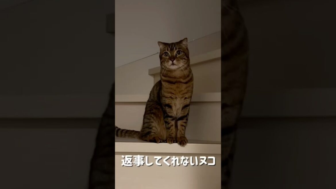 どうしたらいいか分からないネッコ #猫 #猫のいる暮らし #スコティッシュフォールド
