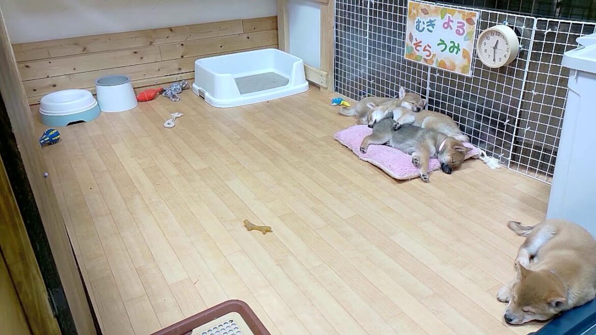 柴犬なつ!子育て生配信【生後71日】個性豊かな子犬たちの日常! 柴犬なつ!子育て生配信【生後71日】個性豊かな子犬たちの日常!