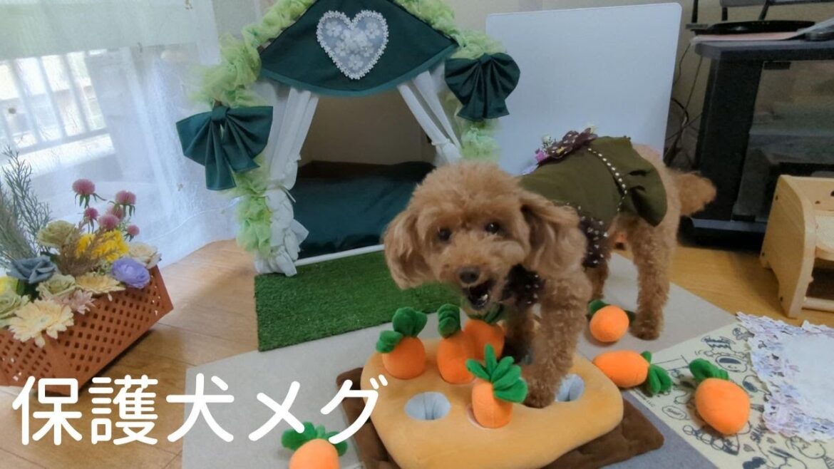 ＜保護犬 トイプードル＞#保護犬  #dog #pets　メグちゃんハウスのリフォームが完成しました！
