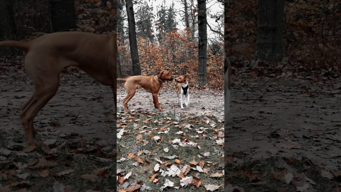 Ridgeback puppy playing with basenji 😇 #ridgeback #doglife #basenji #puppy #puppylife