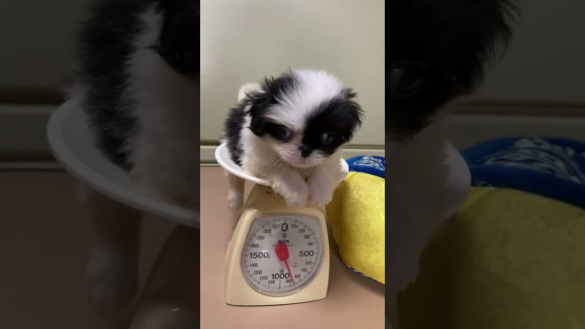 狆 (チン) 【狆専門犬舎】元気な女の子🐶✨