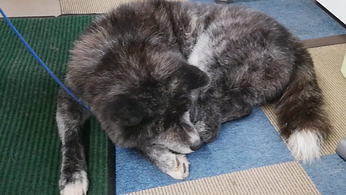 秋田犬会館配信！