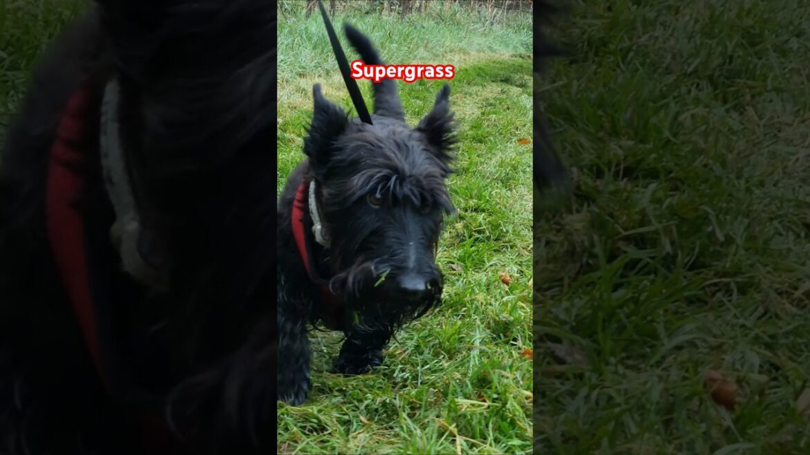 Terriers love freshly cut grass 😆