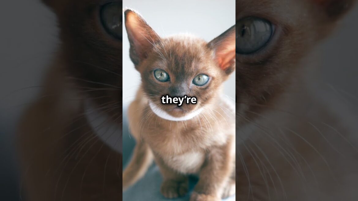 The World’s Smartest Cats #facts #cat The World's Smartest Cats #facts #cat