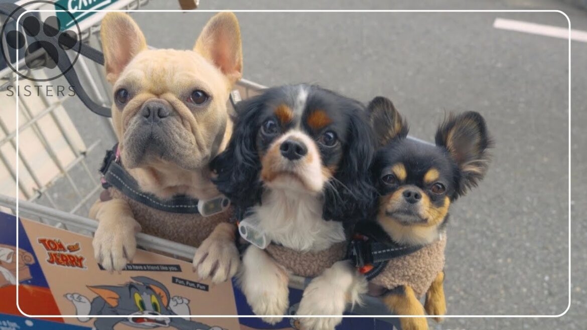久しぶりのドッグランにウキウキが止まらない愛犬たちが可愛いw