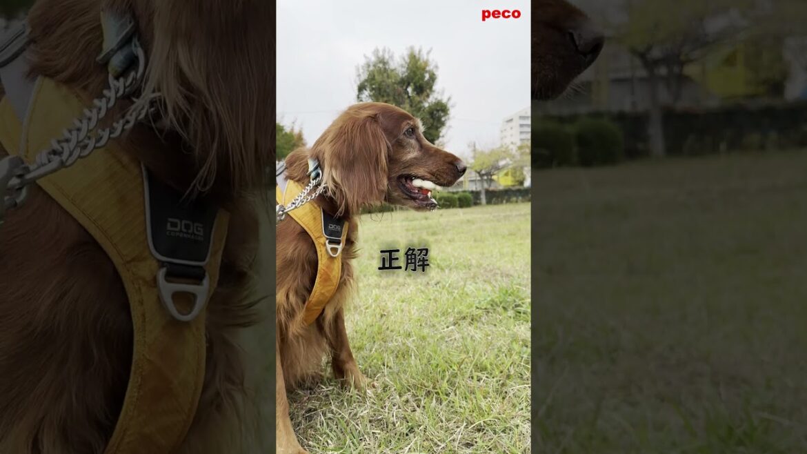 入れ歯（My dentures）  #shorts    （peco）　アイリッシュセター（アイリッシュセッター） Irish Setor（Irish Setter）