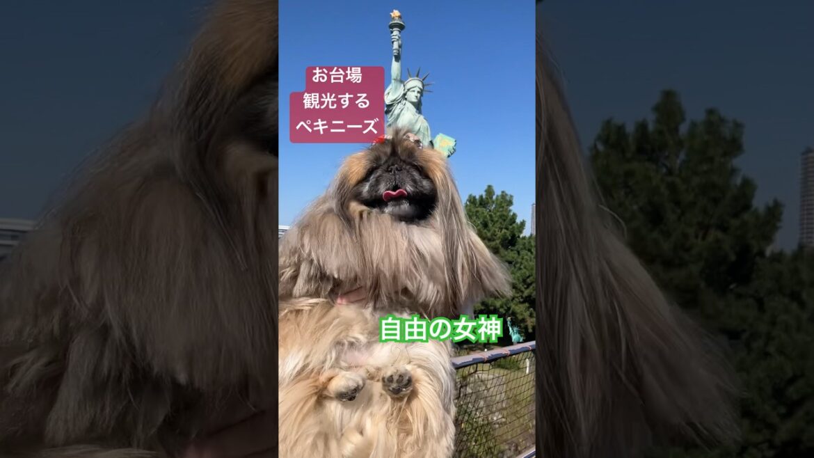 【お台場観光ペキニーズ】名所をもここと回りました🐕✨🗽涼しいから足取りがとっても軽い🦁　#ペキニーズ #短足 #お台場 #ユニコーンガンダム #自由の女神 #フジテレビ