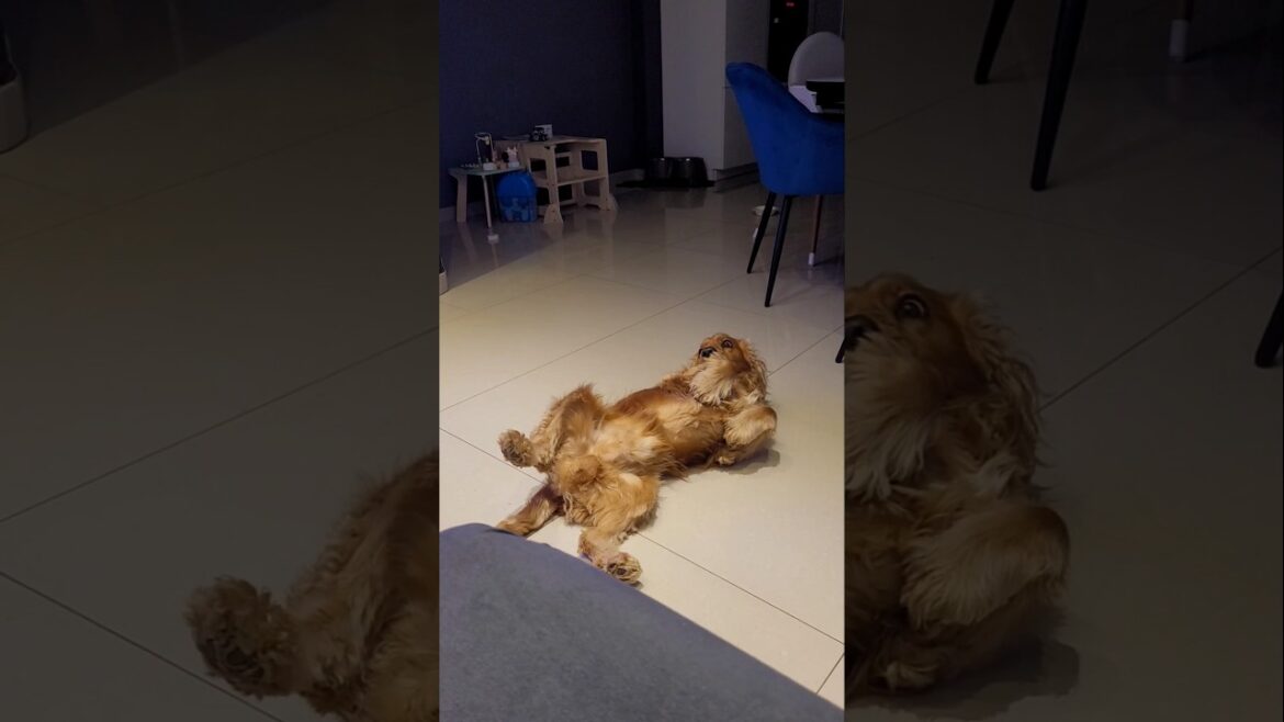 🐶 Cockers: The Most Stubbornly Adorable Dogs You'll Ever Meet 🧡