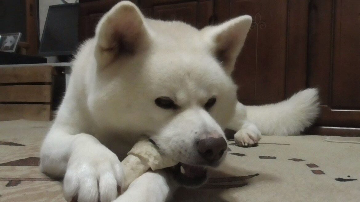 【秋田犬ゆうき】何年もおもちゃだと思い込んでいた骨っこが食べられるとようやく気づき始める【akita dog】