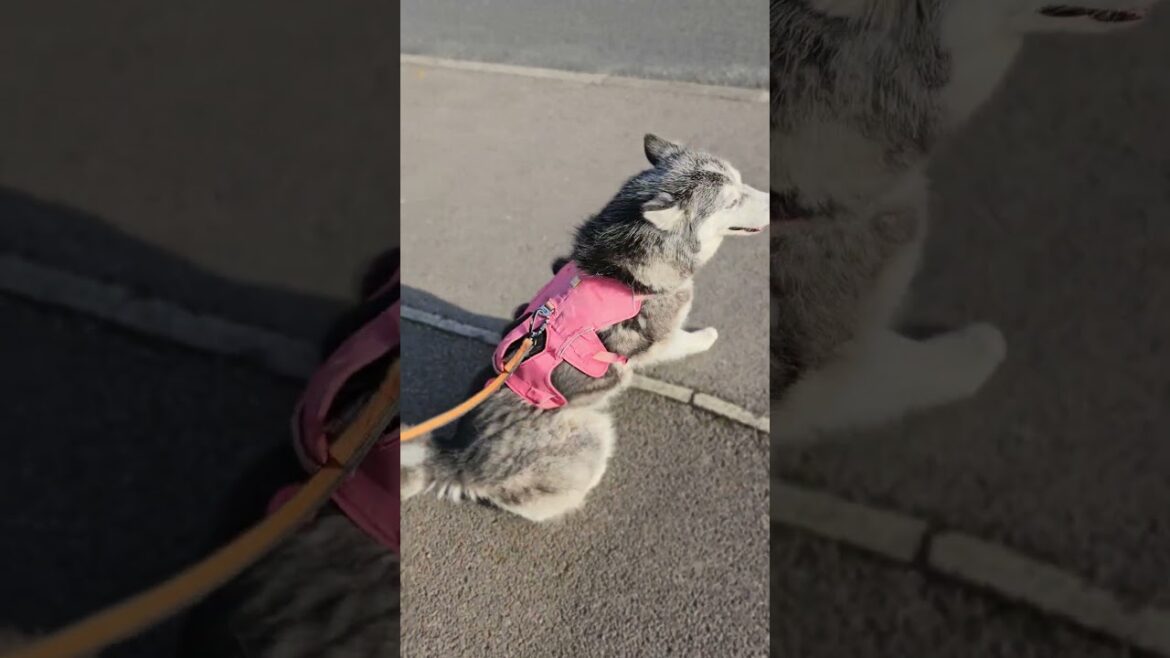 Getting ready for adventures #alaskanmalamute #dogs