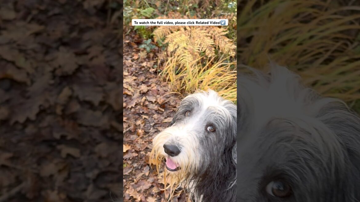 💦Finding that idyllic place for a paddle! #beardedcollie #lakeview   #dogadventure #cutedog #shorts 💦Finding that idyllic place for a paddle! #beardedcollie #lakeview   #dogadventure #cutedog #shorts