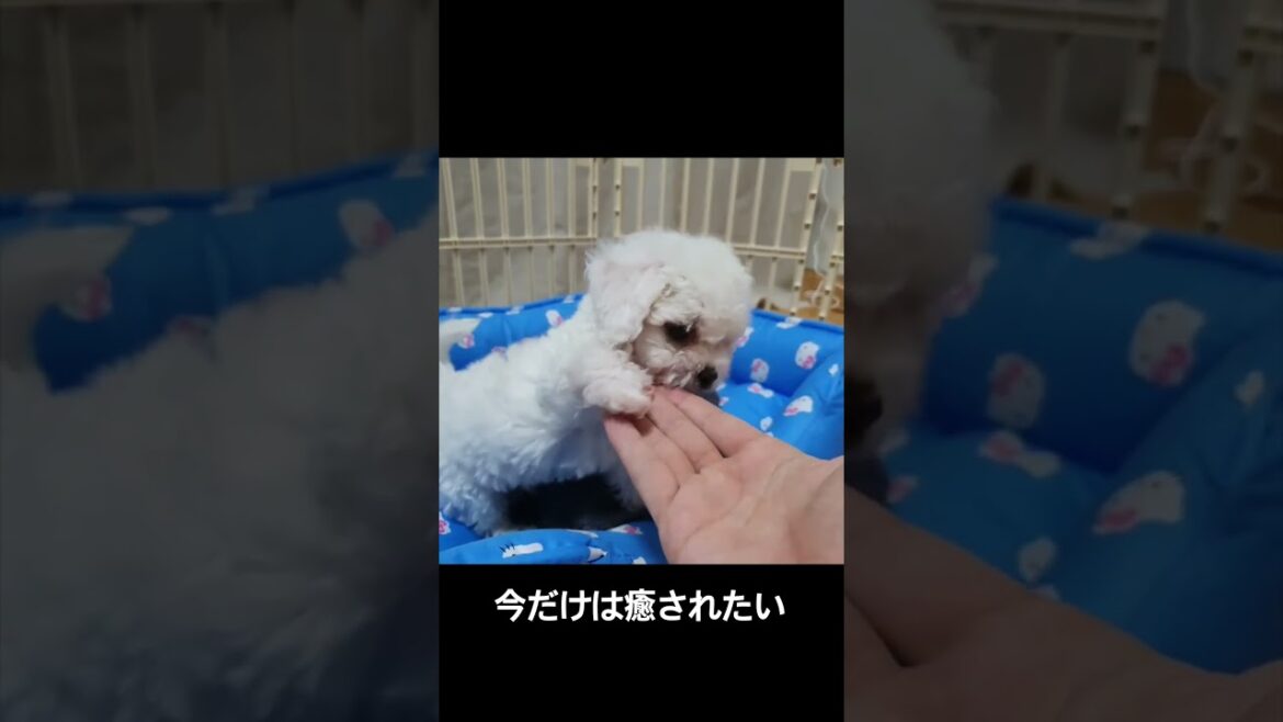 生後２ヶ月のビションフリーゼと現在のビション、変わりすぎじゃない？笑 #bichonfrise #비숑프리제 #かわいい #ビション #ビションフリーゼ #ペット #動物 #子犬 #愛犬 m