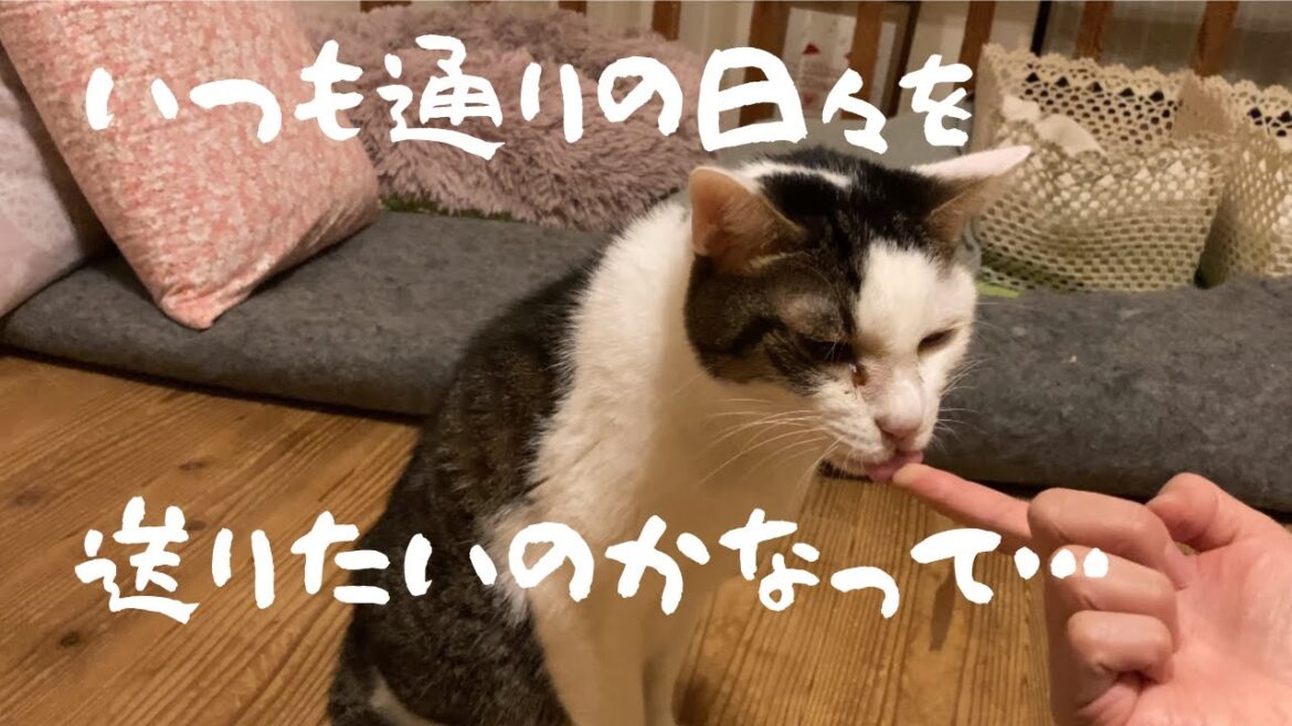 【ご飯を食べなくなった猫#3】いつも通りの日々を 【ご飯を食べなくなった猫#3】いつも通りの日々を