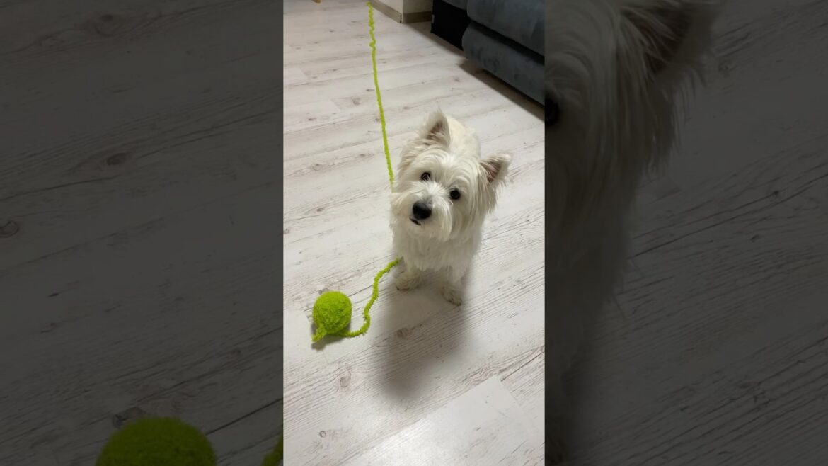 Puppy is knitting 🧶 🐶 #puppy #cute #dog #pets #knitting