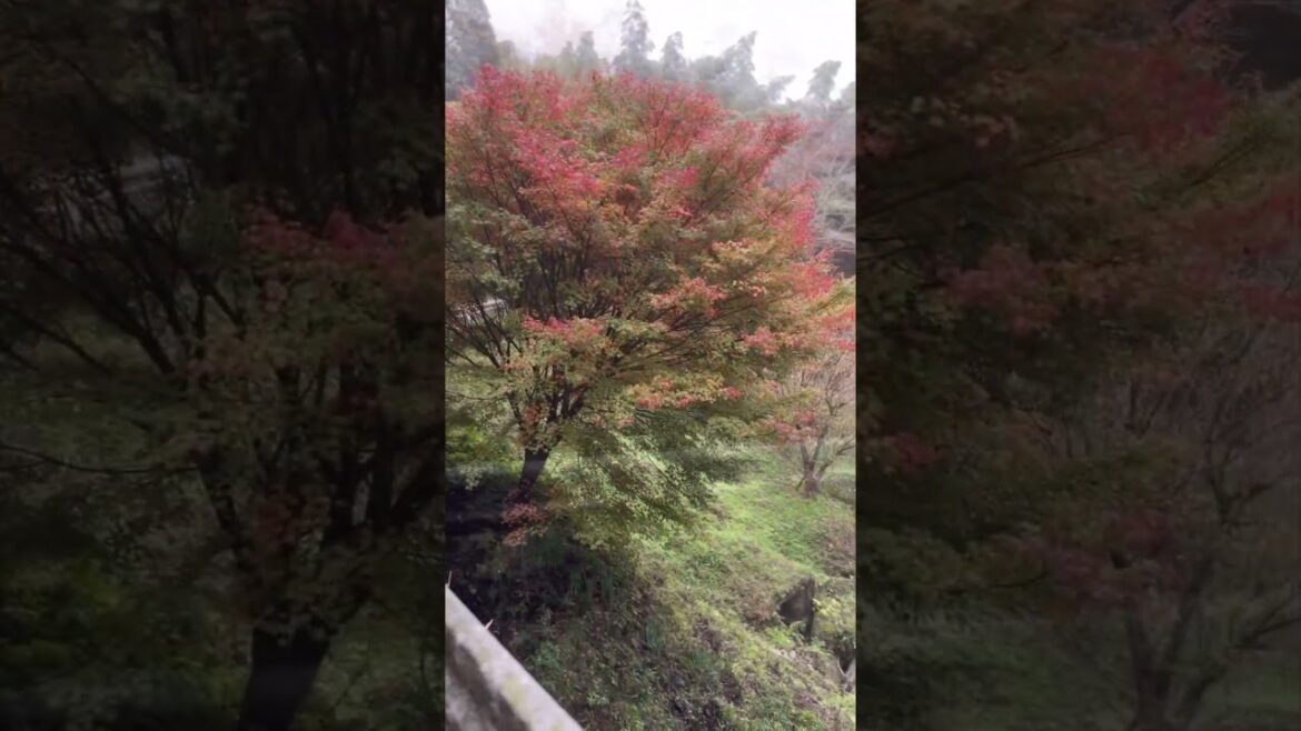 北の九州から『2024小さな秋』 #shorts #ワイマラナー  #雑種犬 #紅葉 北の九州から『2024小さな秋』 #shorts #ワイマラナー  #雑種犬 #紅葉