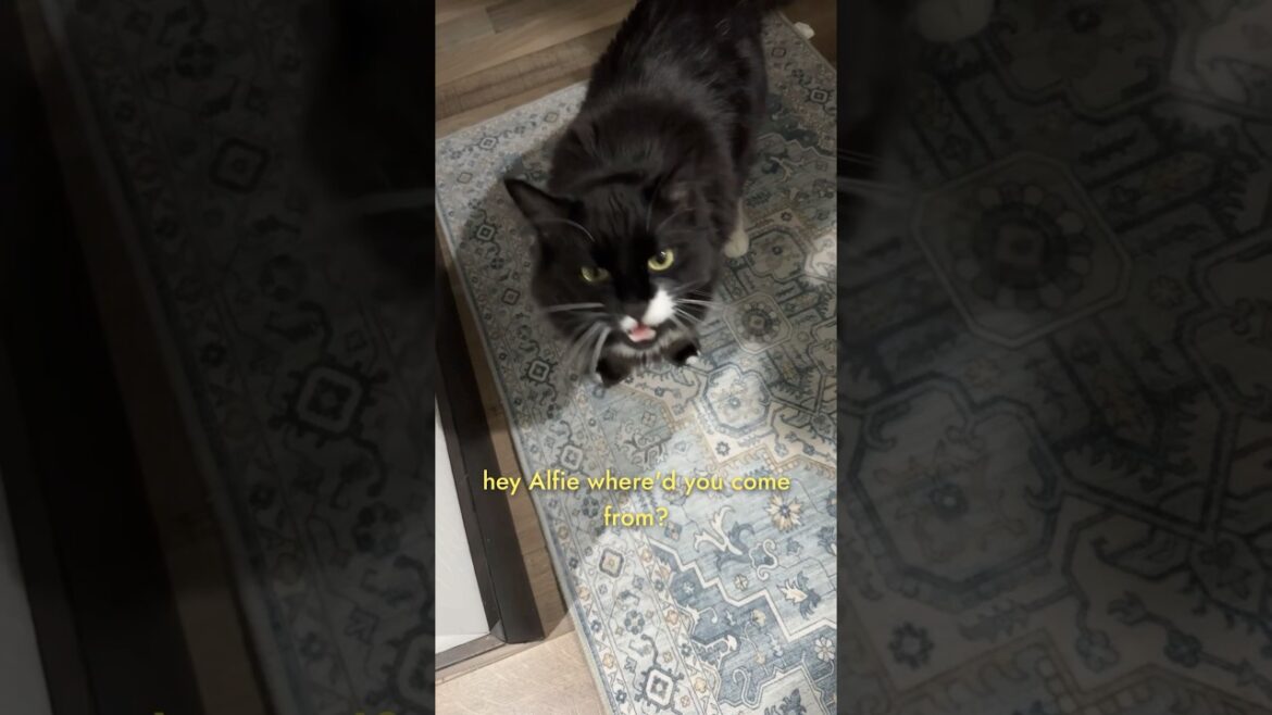 Cute tuxedo cat comes out to say hello