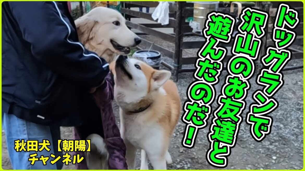 秋田犬【朝陽】チャンネル【沢山のお友達と遊んだのだ！】
