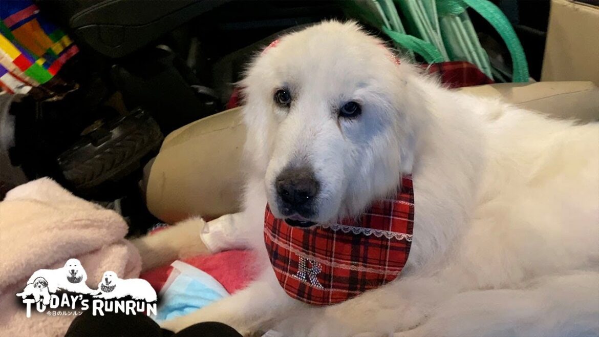 シャンプーへ行ったルンルンと付き添いで同行したアランとベルです　Great Pyrenees　グレートピレニーズ