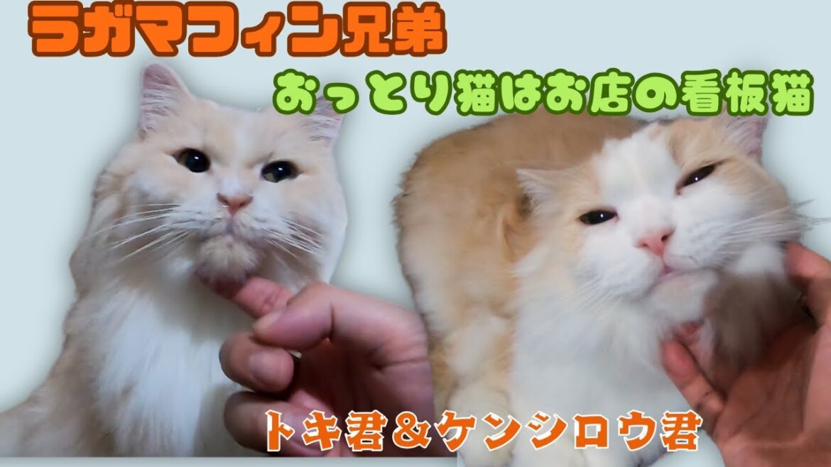 おっとりして癒しのラガマフィン兄弟トキ&ケンシロウはお店の看板猫(保護猫カフェ猫の木)十三駅 The Ragamuffin brothers are gentle and mascot cats おっとりして癒しのラガマフィン兄弟トキ&ケンシロウはお店の看板猫(保護猫カフェ猫の木)十三駅 The Ragamuffin brothers are gentle and mascot cats